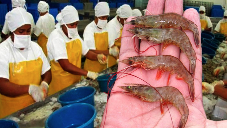 Importadores taiwaneses anuncian disposición de compra masiva de camarón hondureño